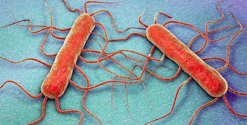 Listeria-monocytogenes_img
